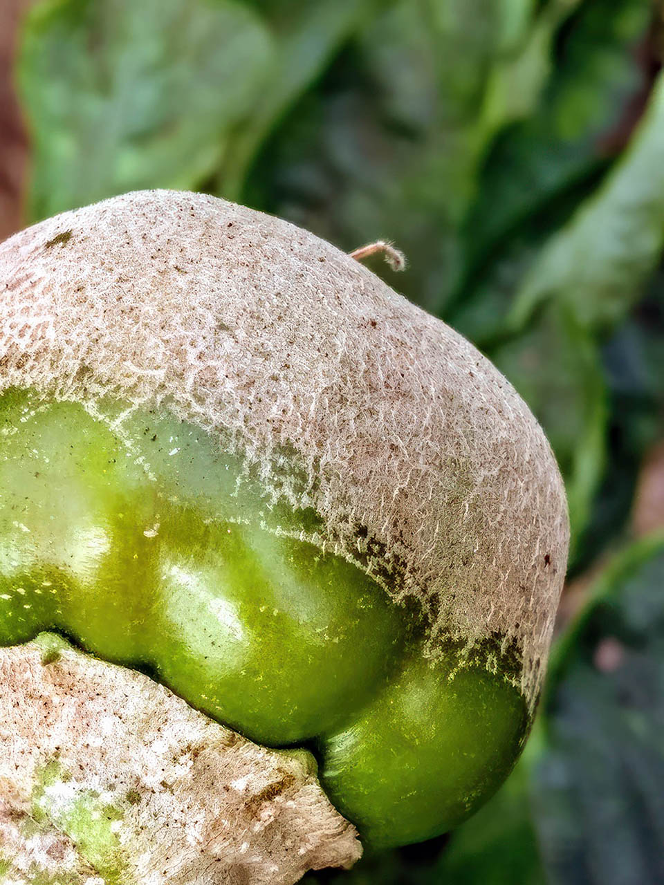 Twospotsmdamagepepper-gigapixel-hq-scale-2_00x low res.jpg thumbnail